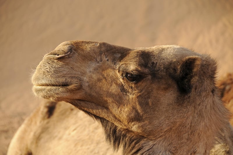 Morocco Adventure